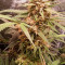 Gelato Seeds - Cannabis Strain Seeds for Sale