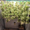 Shogun feminized seeds for sale: information and reviews