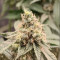 Achetez des graines féminisées Grandmommy Purple par Herbies Seeds