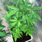 Afghan Kush Early Harvest feminized seeds