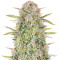 Bruce Banner Auto Feminized Seeds (Fast Buds)