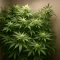 Café Racer Auto Seeds