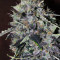CBD Auto 20:1 (Fast Buds)