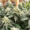 Colorene Kush feminized seeds