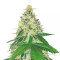 Sementes Feminizadas Dessert Mix (Herbies Seeds)