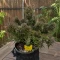 Do-Si-Dos Auto Seeds (Royal Queen Seeds)