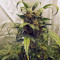 Exodus Cheese x Jack Herer x NL5 feminized seeds