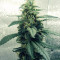 Graines de cannabis Exodus Cheese x Jack Herer x NL5 (GHS)