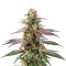 Extraction Spritzer Seeds