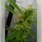 Fat Bastard Auto Seeds
