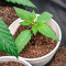 Gorilla Glue (Herbies Seeds)
