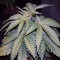 Semillas feminizadas Glookies (Barney's Farm)