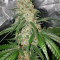 Hash Fruit Regular (CannaBioGen)