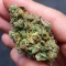 Jumping Jack Dash Auto feminized seeds