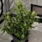 Semi Femminizzati Mango Cherry Runtz Auto (Fast Buds)