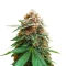 Mimosa Champagne feminized seeds