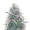 Graines féminisées de OG Kush Auto (Ethos Genetics)