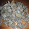 Purple Punch Auto Seeds