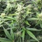 Semi Femminizzati Section 781 Autoflowering (Blimburn x Herbies)