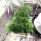 Silver LA feminized seeds