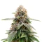 Super Sour Diesel Seeds
