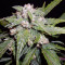 THC Bomb Auto (Bomb Seeds)