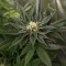 Trop Cherry Seeds (Original Sensible Seeds)