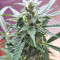 White Widow feminized seeds (Seedstockers)