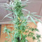 White Widow feminized seeds (Seedstockers)