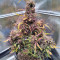 Strawberry Gorilla Auto strain