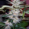 818 Headband