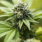 Alien Gorilla (Big Head Seeds)