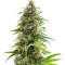 Alien Technology (Big Head Seeds)