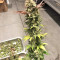 Blueberry Gum strain