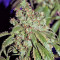 Cataract Kush Seeds