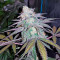 Chocolate Mint OG Seeds