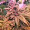Congo x Kali China feminized seeds