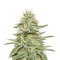 Enemy’s Dream feminized seeds