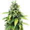 Haze Mist feminized seeds