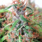 Honduras Seeds