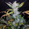 Mexican Sativa Seeds