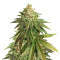 OG Kush CBD (Dinafem Seeds)