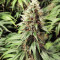 Semi Princess Haze Regular