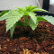 Purple Punch feminized seeds (Seedstockers)