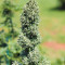 Royal Cookies Automatic feminized seeds