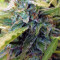 Sapphire Scout Seeds