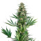Sensi #741 Seeds