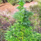 Super Skunk Autoflower (Seedstockers)