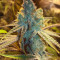 Semi femminizzati Sweet Valley Kush x Amnesia x Dosidos