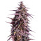 Thai Chi feminized seeds